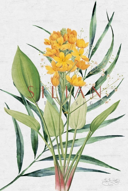 Tropical Variety I